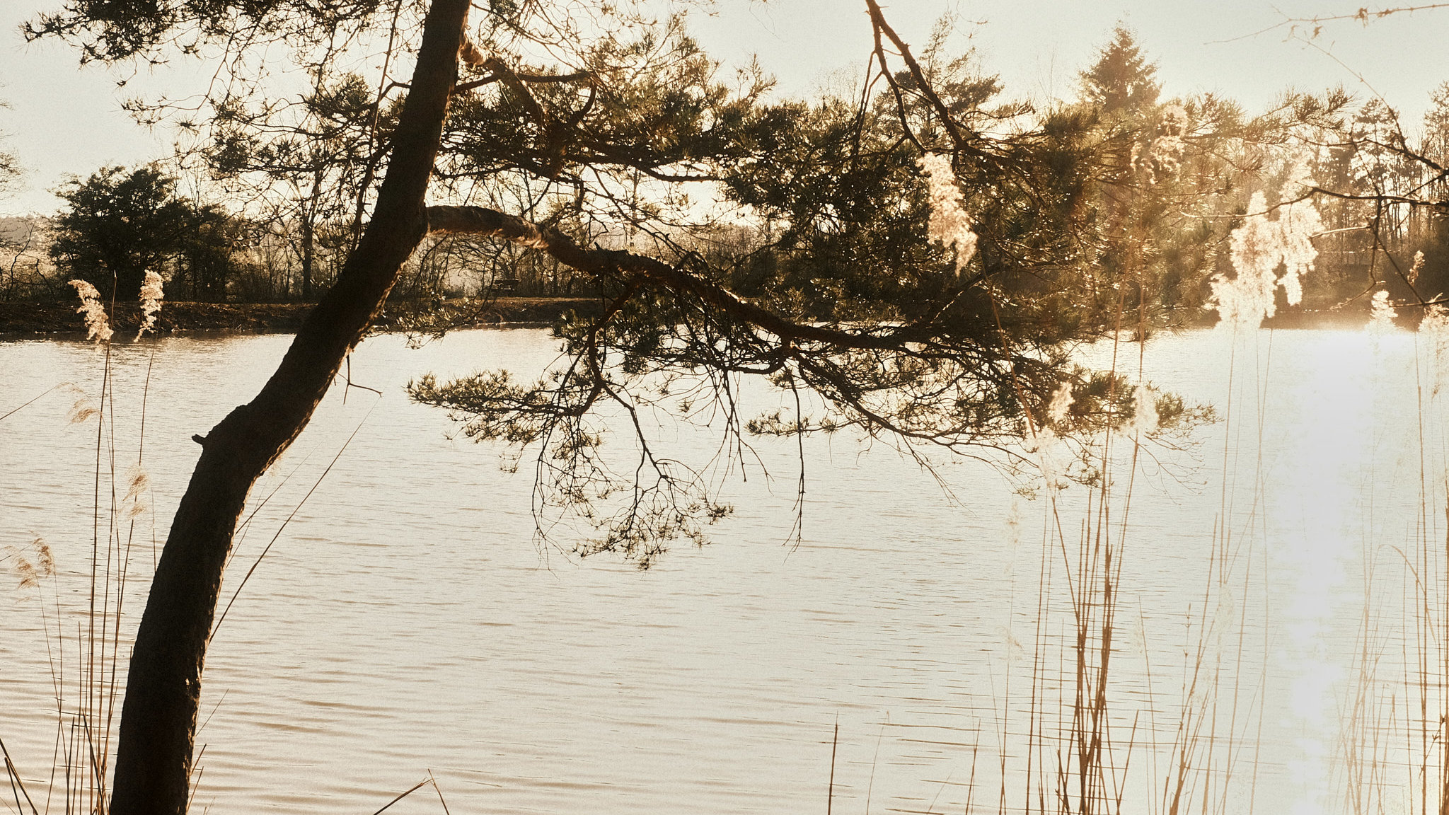 milasta-pct-682160347b0e5-12