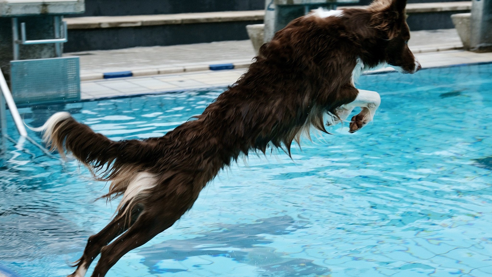 Action-Hunde... milasta-pct-6822858a807b9-1