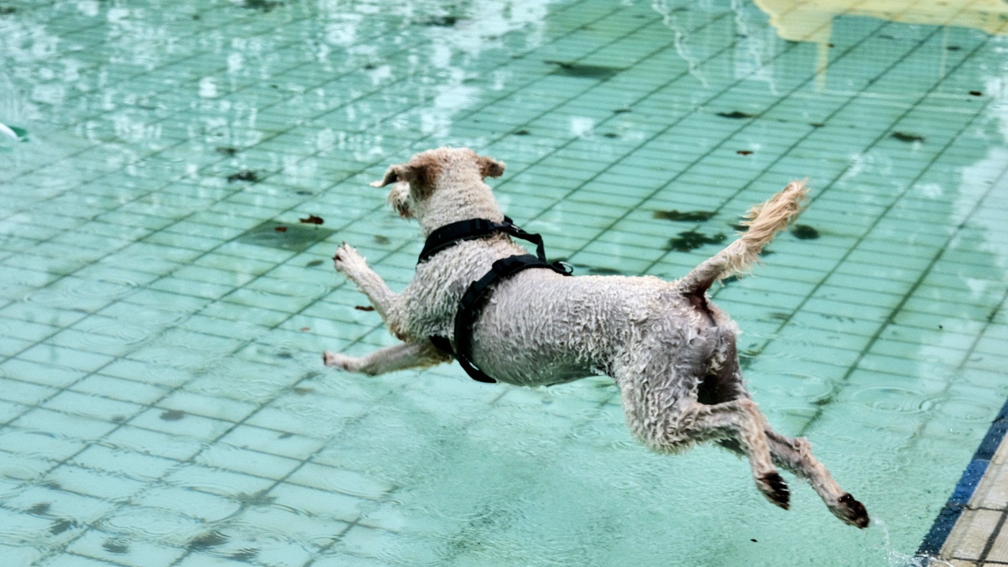 Pool dogs milasta-pct-6822858a807b9-0