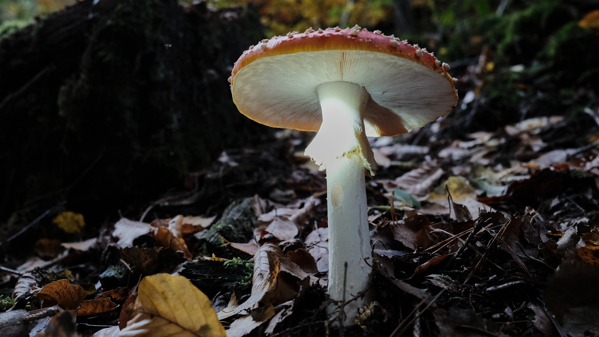 milasta-pct-6821603318bb0-3