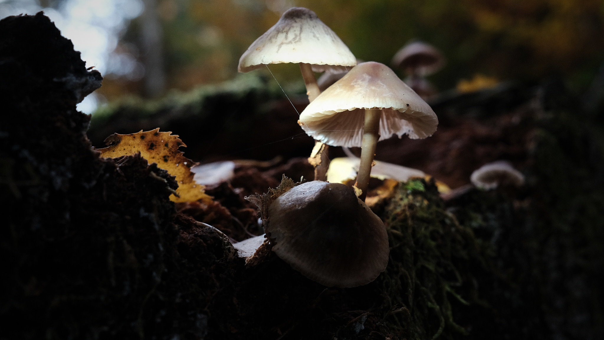 milasta-pct-6821603318bb0-6