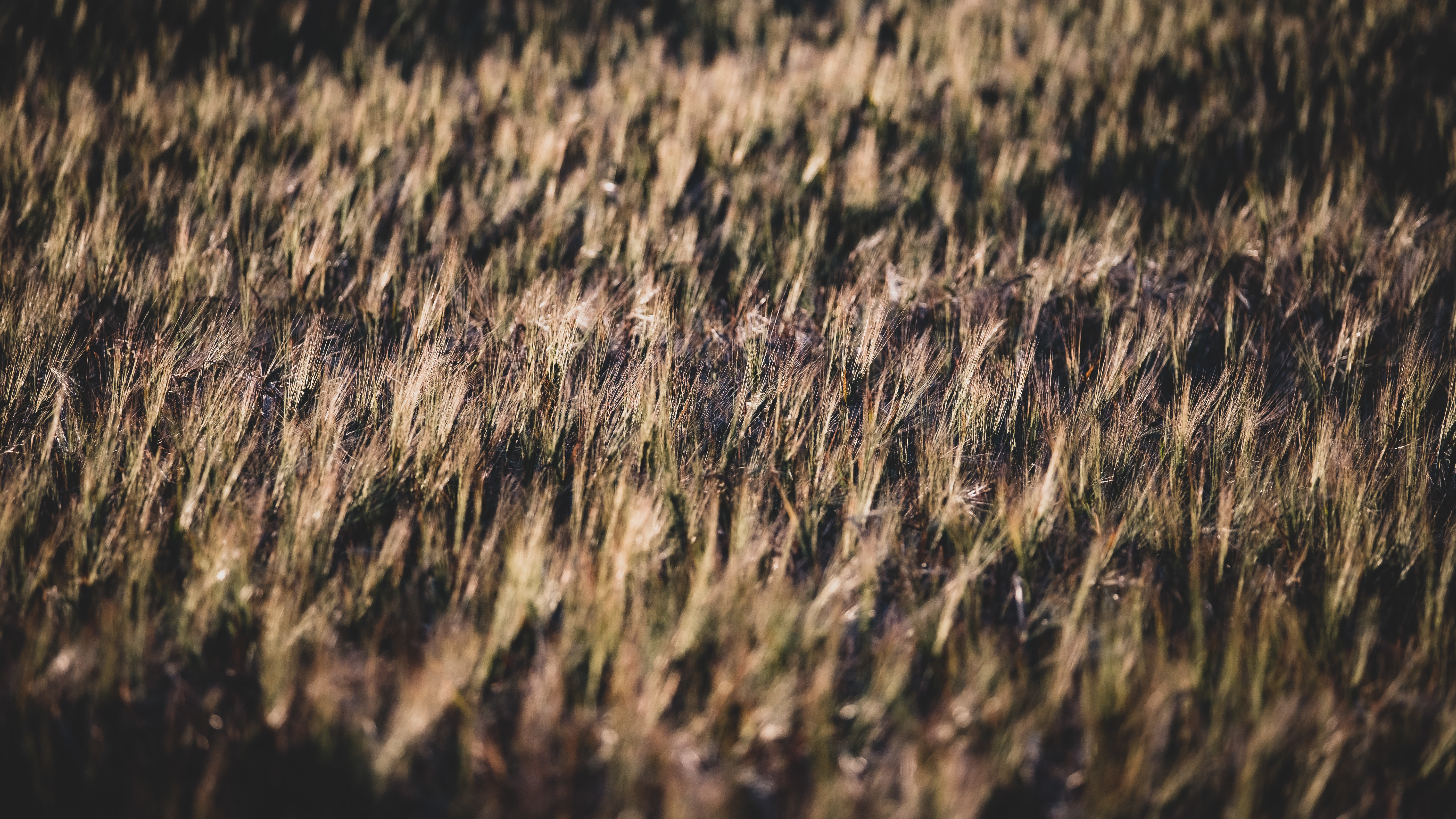 milasta-pct-682160347b0e5-9