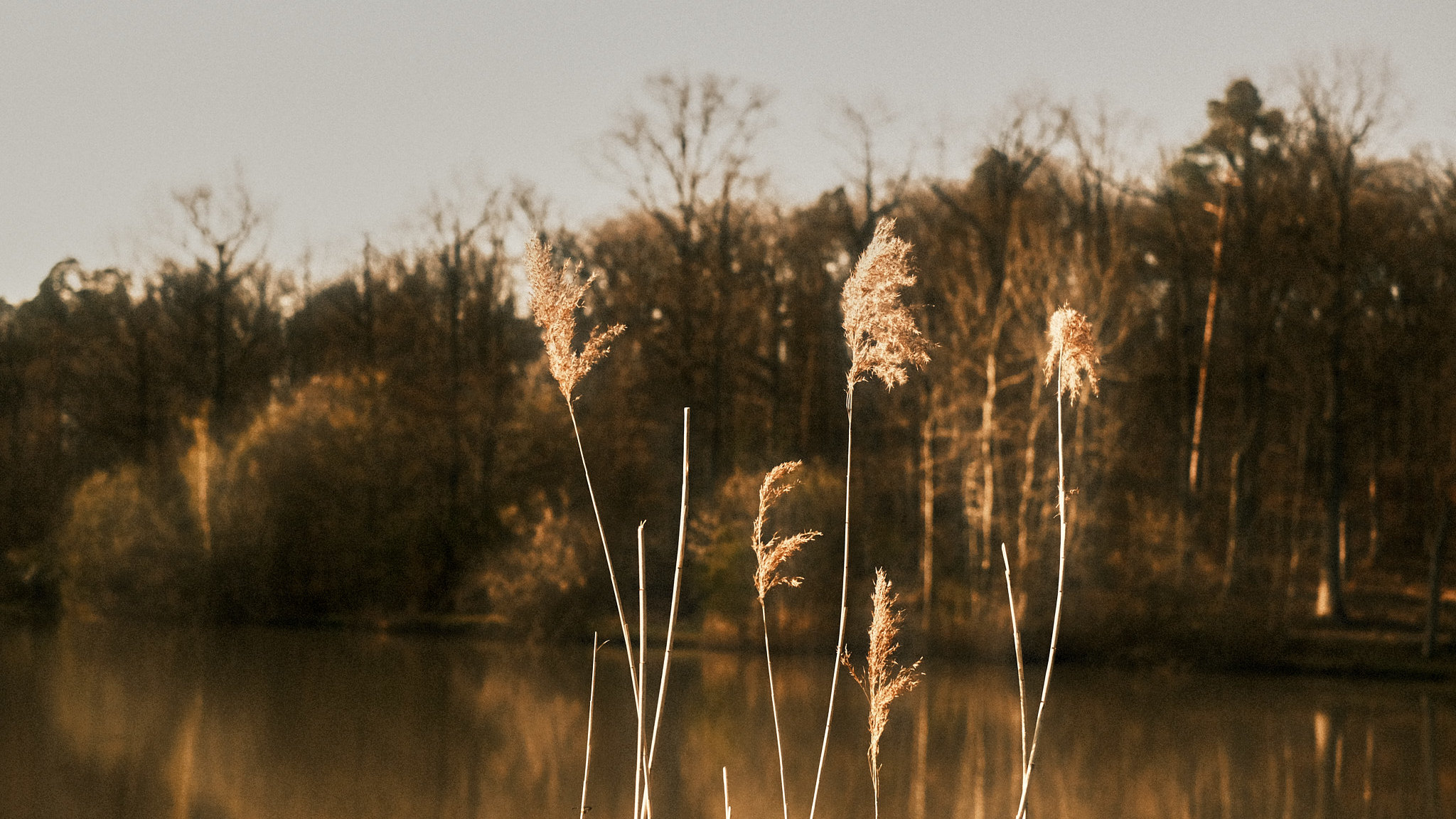 milasta-pct-682160347b0e5-11