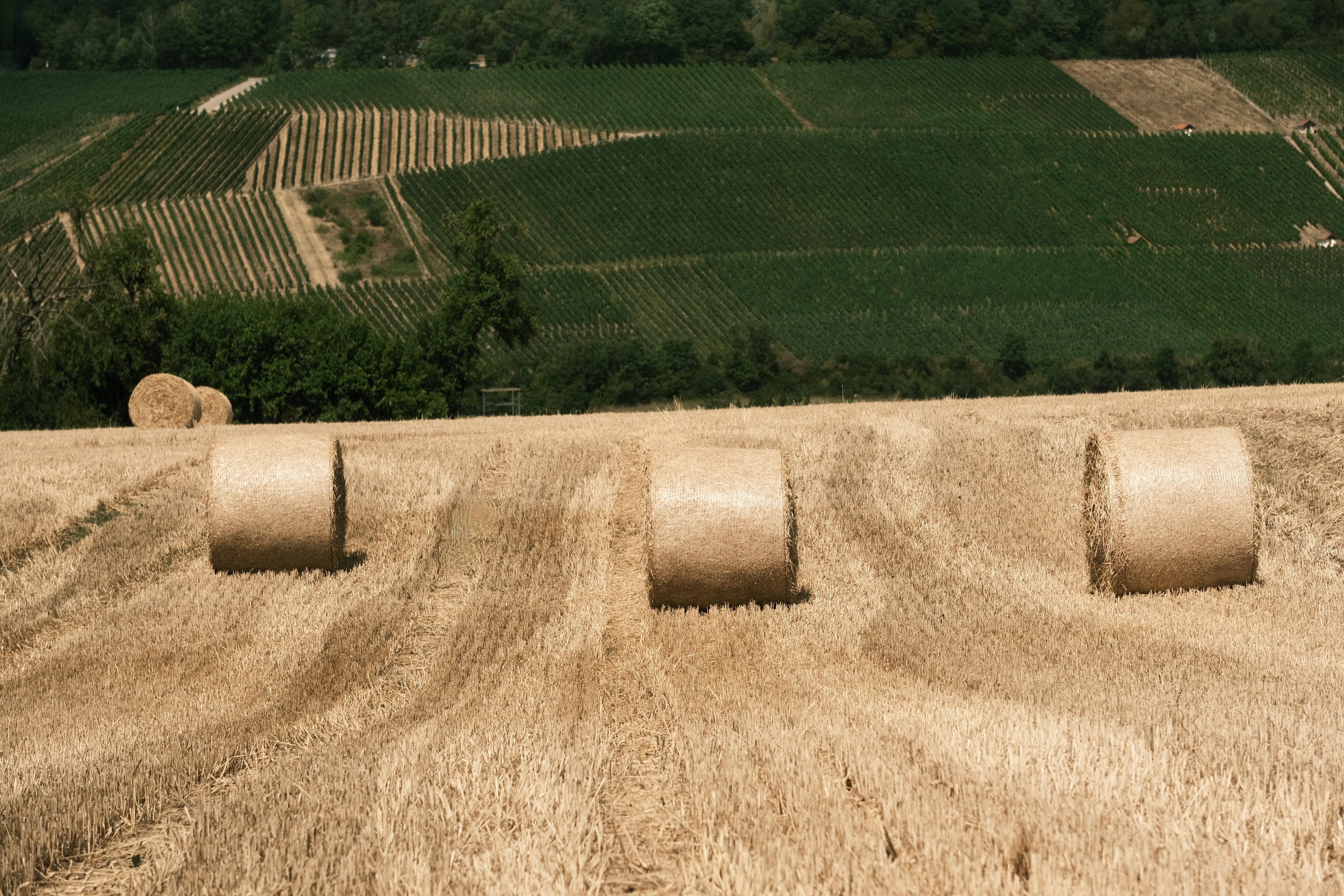 milasta-pct-6933a40f2d7d2-4